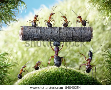 mighty ant Camponotus Herculeanus holding log with ants Formica Rufa