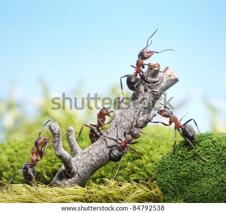 team of ants breaking down weathered tree, teamwork concept