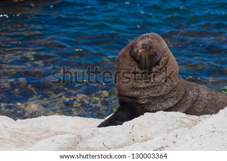 Smiling New Zealand Fur Seal at Kaikoura Seal Colony, New Zealand