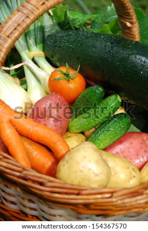 fresh and wet vegetable basket of organic farms