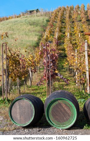 Photographed vineyard in the fall at the forefront of the barrels.