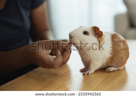 Image, Stock Photo Curious looking mouse