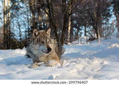 Portrait of wolf laying in snow
