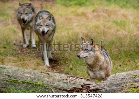 Wolf in front of a broken tree trunk, two more wolves in background
