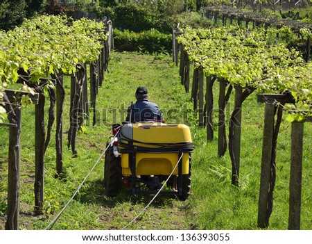 Wine business. A man works with a tractor. Traditional labor in a sunny day. Grapes grow in a vineyard.