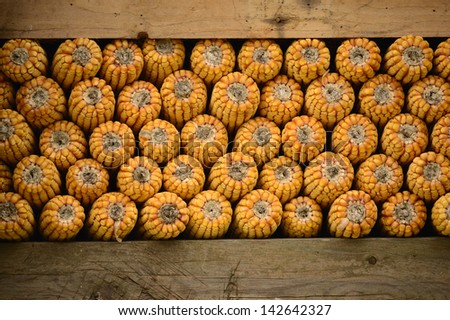 Corn and cobs closeup. Traditional storage. Production and business of food