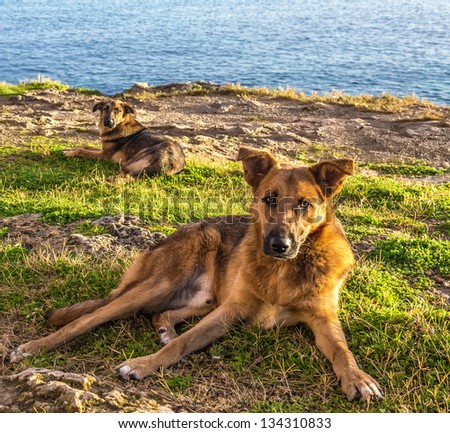 Two sweet dogs resting in the spring sun in Sicily (Italy).I was in this little corner of paradise to capture the exciting dawn and these two sweet dogs kept me company all the time.