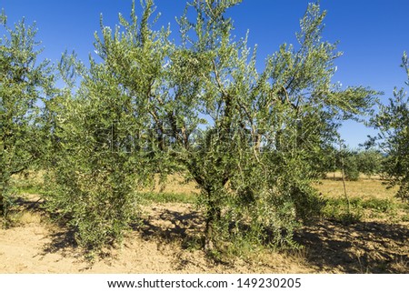 Olive trees in summer in the Tuscan countryside.