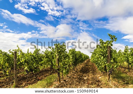 A prestigious vineyard in the countryside of Chianti (Tuscany, Italy), where the product is an excellent and famous Italian wine.