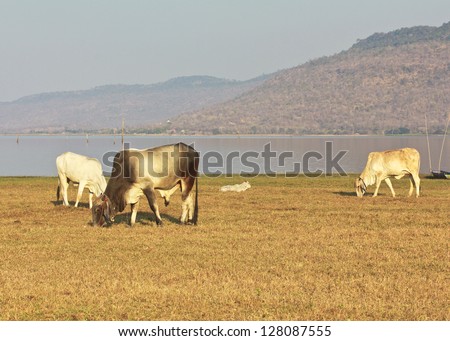 cow in the field thailand