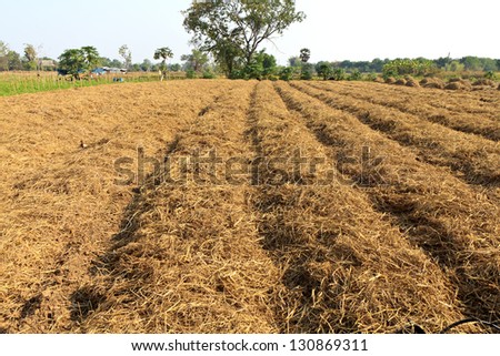 soil preparation land for vegetable cultivation farm in Thailand