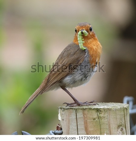 robin with food/dinner time