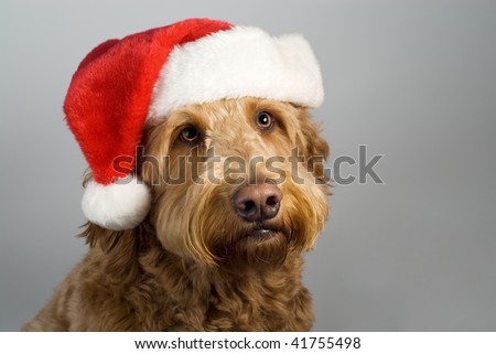 Golden doodle poses with a santa hat on gray background looking hopeful