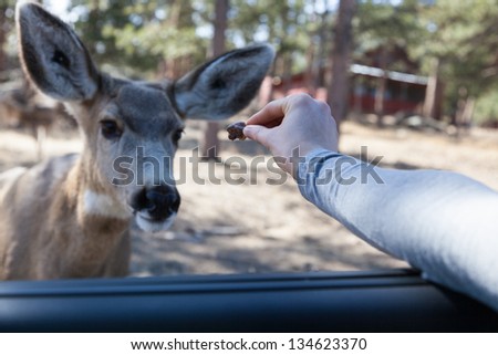 A deer approaches car and feeds from a person\'s hand.