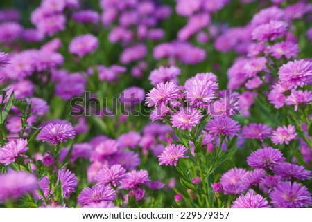 closeup of small purple chrysanthemum flowers in a field