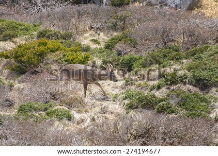 Roe deer in a bush in Yeongsil plateau. Yeongsil is a trail course of Hallasan Mountain National Park in Jeju Island, Korea.