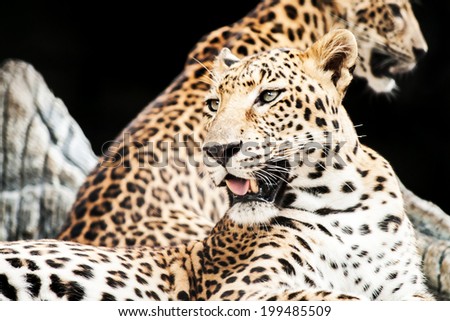 Jaguar resting in zoo , wildlife mammal with spot skin