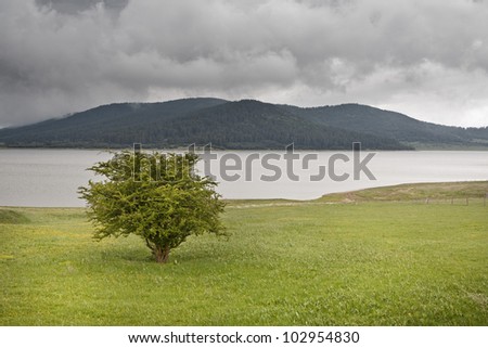 single tree on a green field lake and forest with dark clouds as backdrop