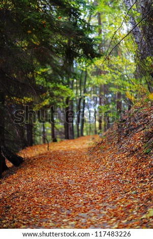 autumn alley in a forest covered with leaves