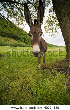 donkey with long ears shot with wide angle lens standing at a field near a tree