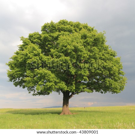 Oak Tree With New Leaf Growth In Early Spring Standing Alone In A Field ...