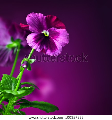 Purple pansy flowers border, floral decorative design made of fresh spring plant, over dark violet background, beautiful natural flower, romantic card