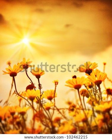 Yellow fresh daisy field, blooming spring flowers over warm sunset, wildflower meadow, peaceful glade, beautiful garden plant, natural floral old vintage background with sun light, retro style picture