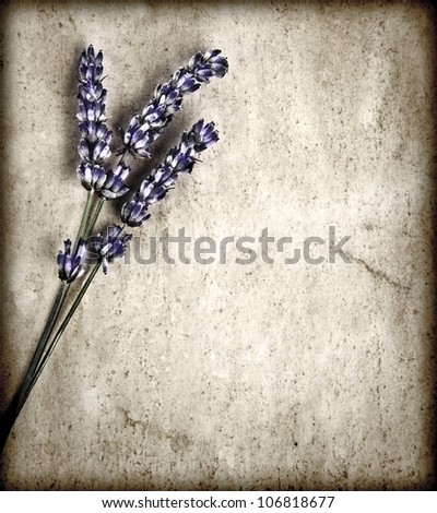 Lavender flowers isolated on gray grunge background, purple floral bouquet decorate grey grunge wall, violet wildflowers borders on old abstract backdrop, herbal medicine concept