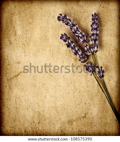 Lavender flowers isolated on brown textured background, decorative purple floral bouquet on old grey grunge paper, violet wildflowers borders on abstract backdrop, herbal medicine concept