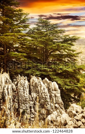 Similar – Image, Stock Photo grungy landscape with big tree shadow and massive dark vignette. crooked horizont.