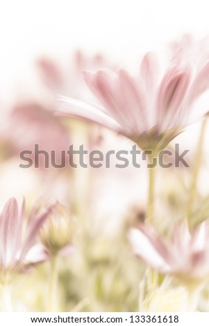 Beautiful daisy flowers fields, gentle pink flowers, soft focus, warm spring nature, tender wildflower