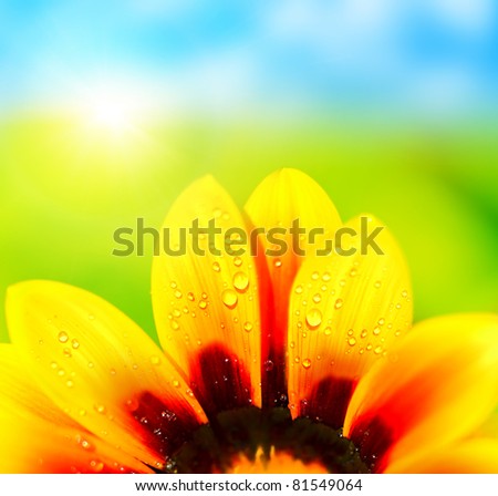 Natural colorful  abstract background, wet yellow petals of daisy flower, macro details