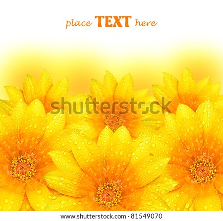 Abstract yellow flowers border background, extreme closeup with soft focus, beautiful nature details with text space