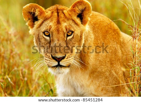 Beautiful wild african lioness portrait, Savanna, game drive, wildlife safari, animals in natural habitat, beauty of nature, Kenya travel, Masai Mara