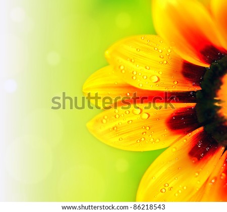 Abstract beautiful flower, colorful floral background , wet yellow petals border, daisy plant with bokeh ,nature macro details