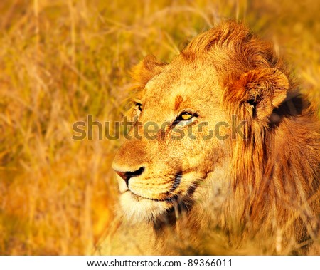 Wild African lion portrait in warm light, game drive animals wildlife safari, Eco travel and tourism, nature of South Africa