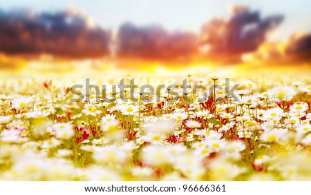 Spring field of white fresh daisies, natural panoramic landscape over sunset sky background