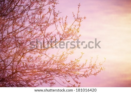 Cherry blossom over pink sunset, blooming fruit tree, natural border, spring season, fresh apple flowers on the twig in the morning, springtime nature, fine art style
