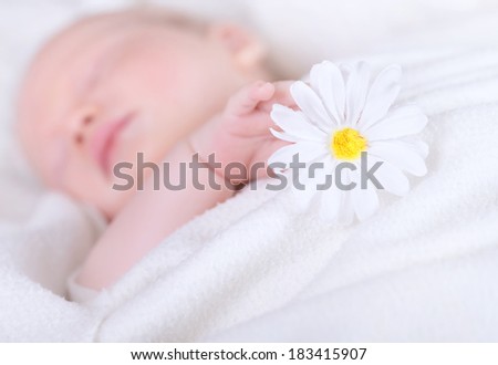 Little child asleep, holding in hands daisy flower, soft focus, bed time, day dream, purity and innocence concept