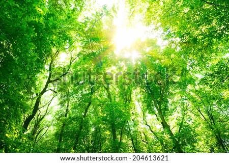 Abstract natural background, fresh green tree foliage in the forest, bright sunlight through tree twigs, beautiful nature in summer time