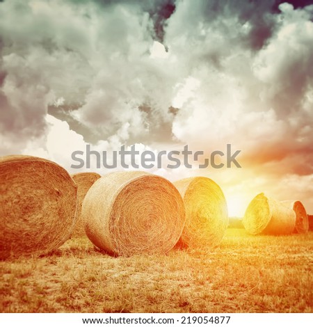 Dry bales in sunset light, autumnal wheat harvest season, farming field with cloudy sunny sky, beautiful golden haystack, agricultural landscape concept