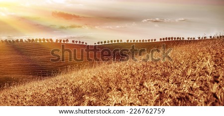 Beautiful autumn landscape, dry golden wheat fields in mild sunset light, autumnal harvest season, countryside panorama, agriculture concept