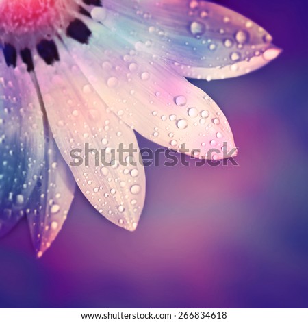 Beautiful flower border, gentle white Gerbera with dew drops on the petals over purple colorful background, beauty of spring nature