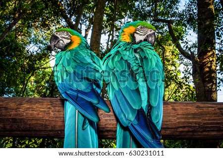 Similar – Foto Bild Papageien Pärchen sitzt nebeneinander auf einem Ast im Regenwald von Costa Rica