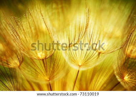 Soft Dandelions