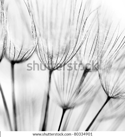 Similar – Image, Stock Photo Close up of dandelion fluff