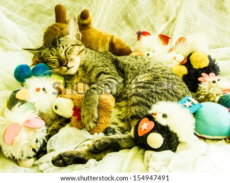 The cat sleeping with various toys around.