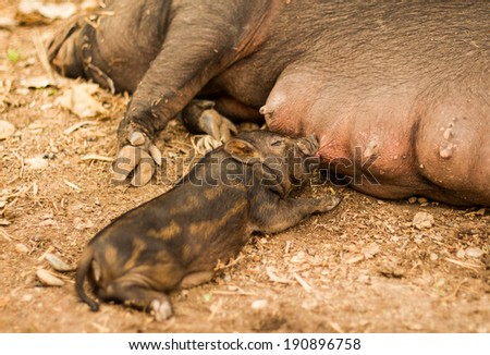 Little pig sucking mother nipple .