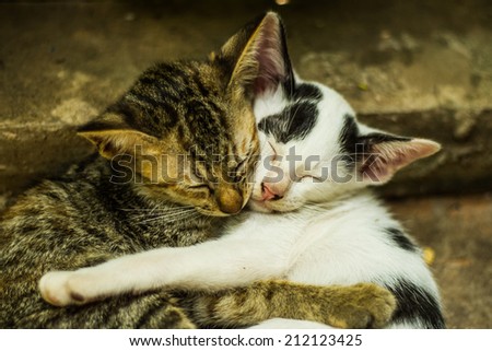 Cats hug friend while sleeping.