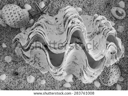 Giant clam on the sand floor.